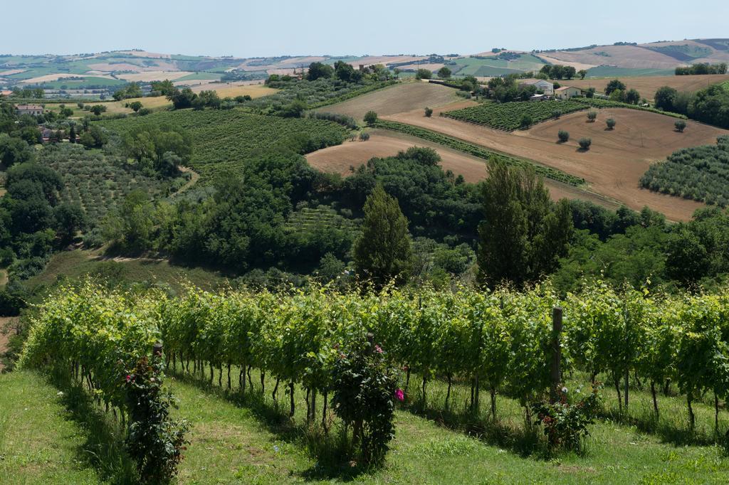 Poggio Montali Villa Monte Roberto Bagian luar foto